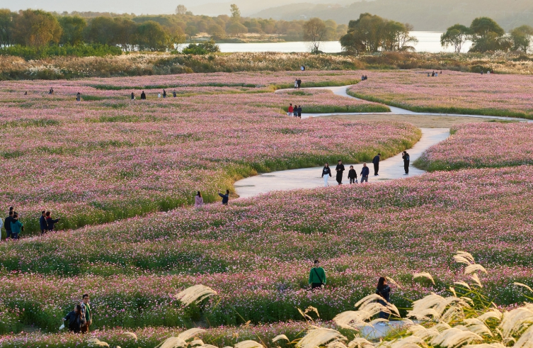 고령 다산 은행나무숲,  경북 관광 인기 급상승 여행지로 각광 기사 이미지