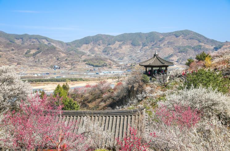 광양시, 광양의 봄...‘매화’ 로 시작해 ‘달빛’ 으로 이어진다 기사 이미지