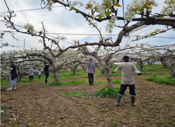 천안시농업기술센터, 배꽃 인공수분 일손돕기 지원